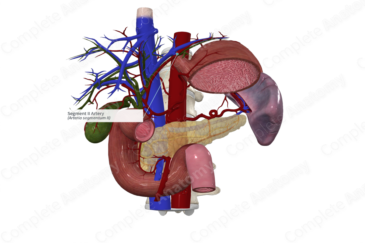 Segment II Artery