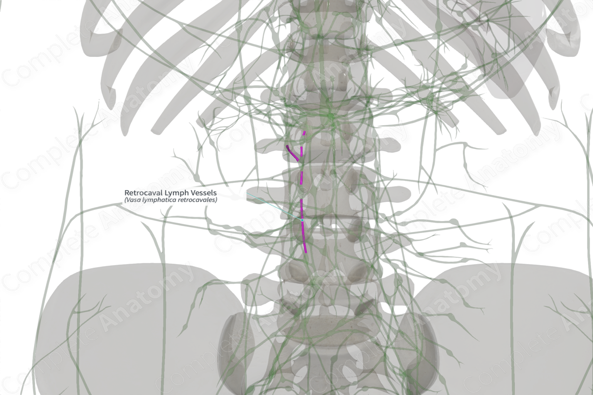 Retrocaval Lymph Vessels