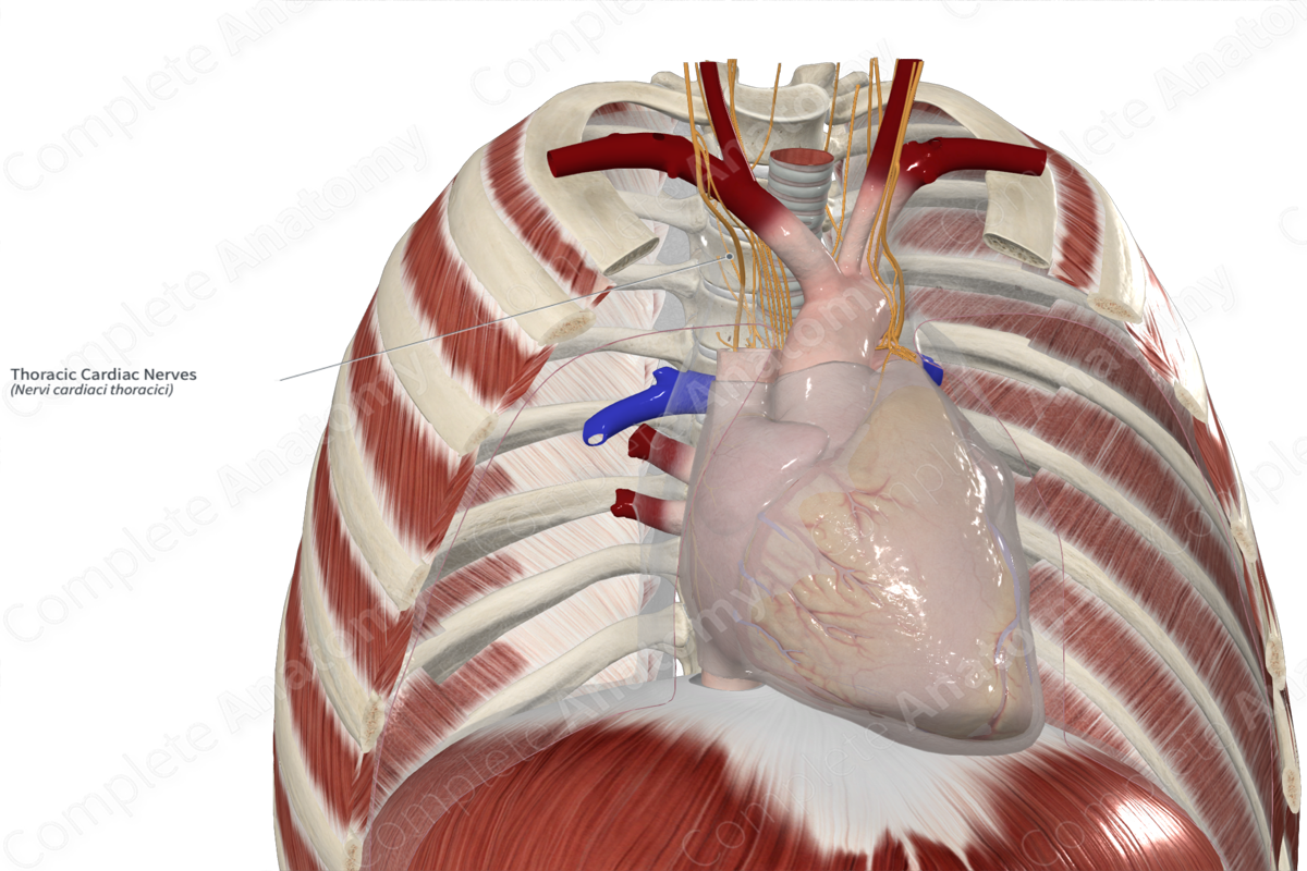 Thoracic Cardiac Nerves 