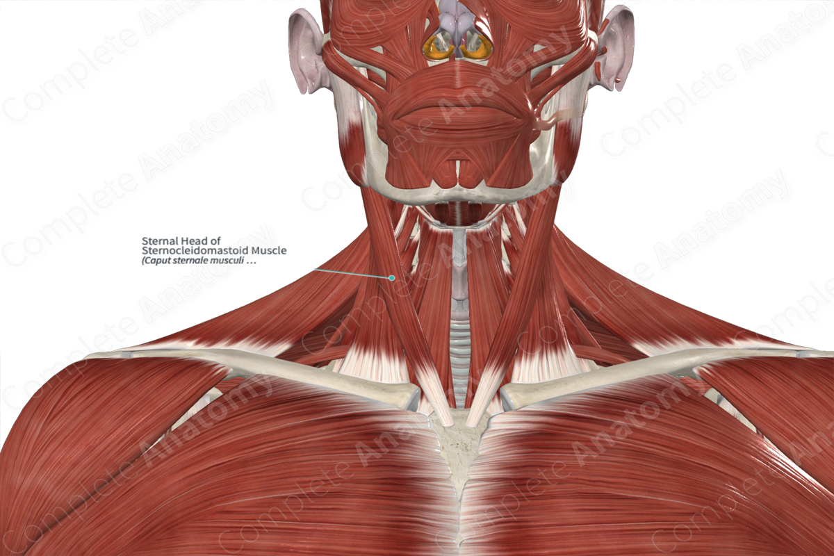 Sternal Head of Sternocleidomastoid Muscle 