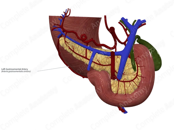 Left Gastroomental Artery