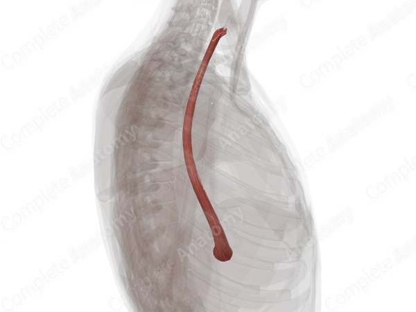 Longitudinal Muscular Layer of Esophagus