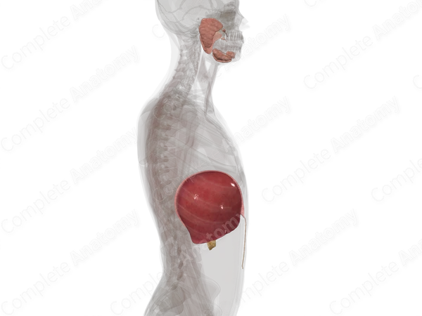 Accessory Digestive Organs