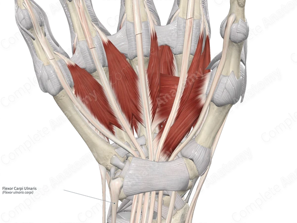 Flexor Carpi Ulnaris