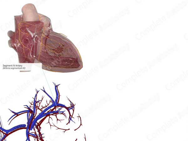 Segment IV Artery