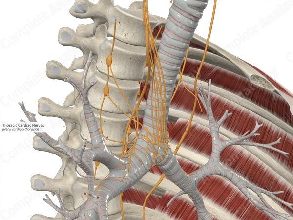 Thoracic Cardiac Nerves 