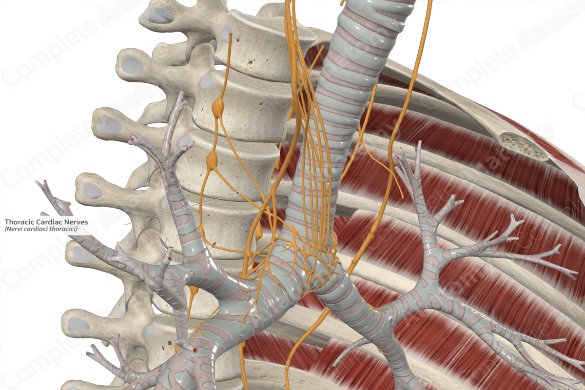 Thoracic Cardiac Nerves 