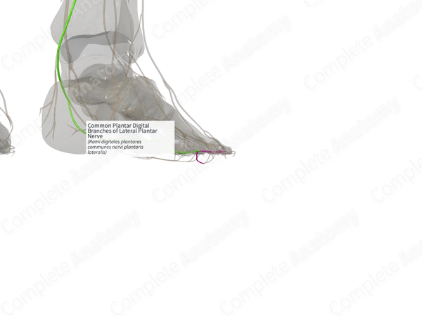 Common Plantar Digital Branches of Lateral Plantar Nerve (Left)