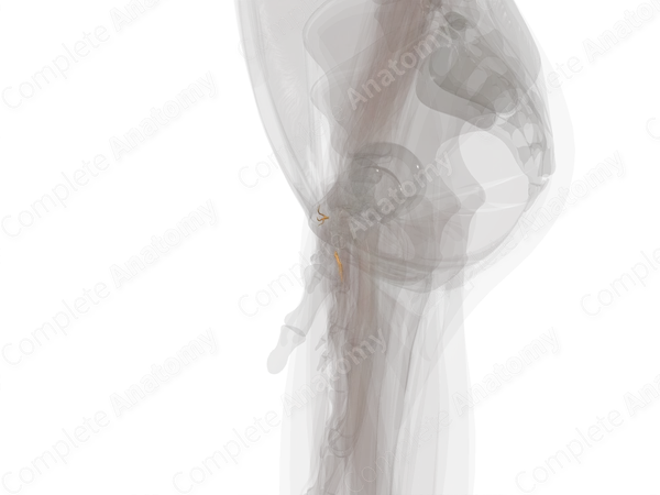 Muscular Branches of Median Nerve (Hand; Left)