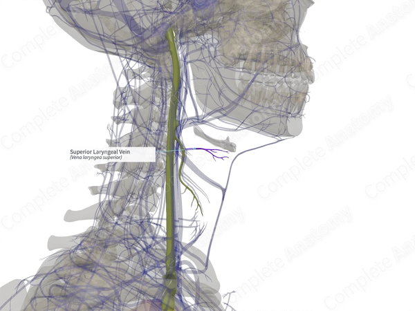 Superior Laryngeal Vein (Left)