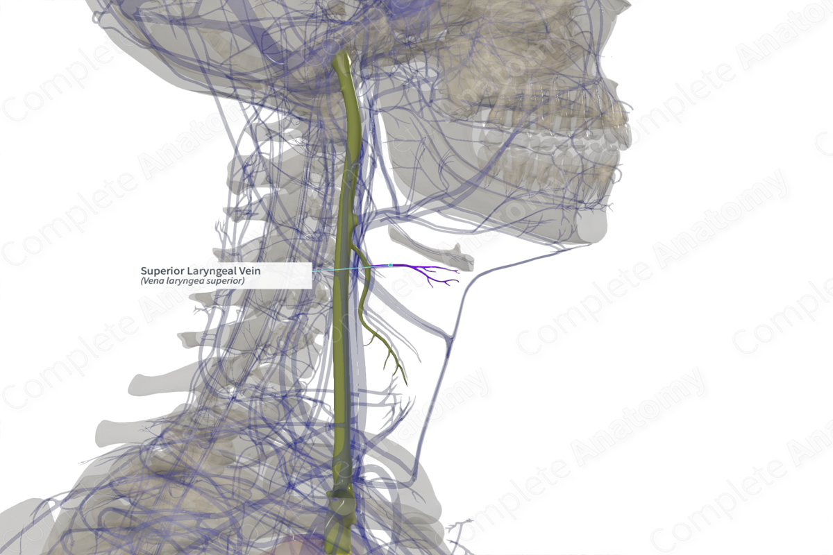 Superior Laryngeal Vein (Left)