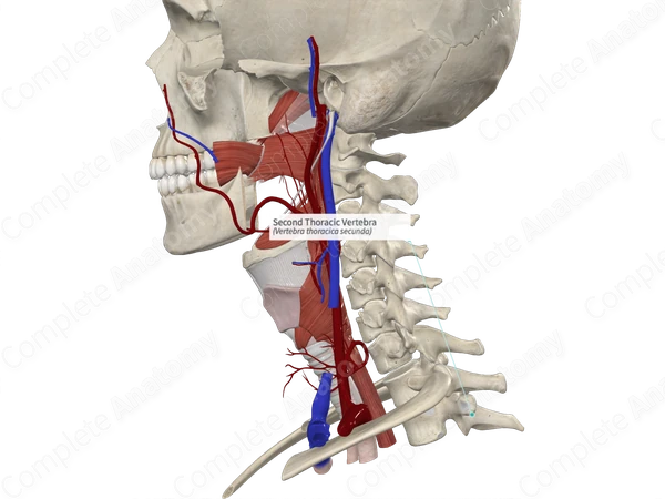 Second Thoracic Vertebra