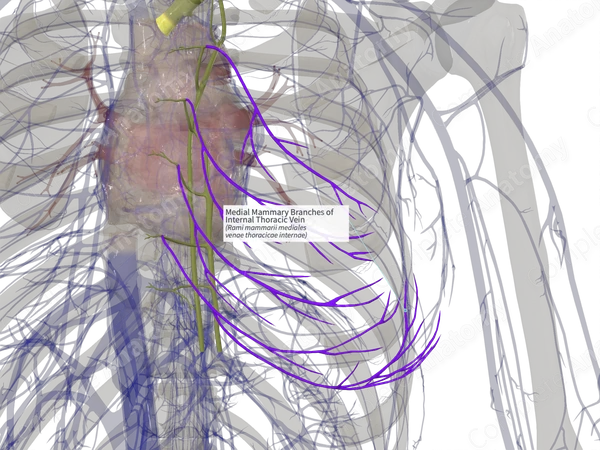 Medial Mammary Branches of Internal Thoracic Vein (Right)