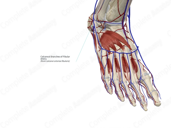 Calcaneal Branches of Fibular Artery
