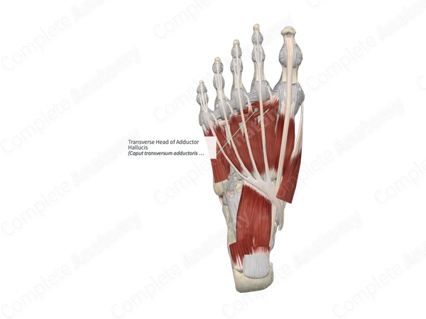 Transverse Head of Adductor Hallucis