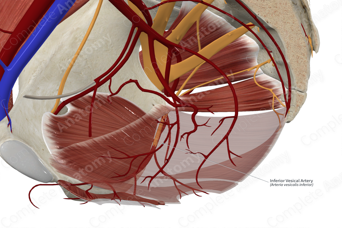 Inferior Vesical Artery 