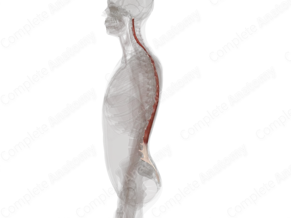 Longissimus Muscles (Left)