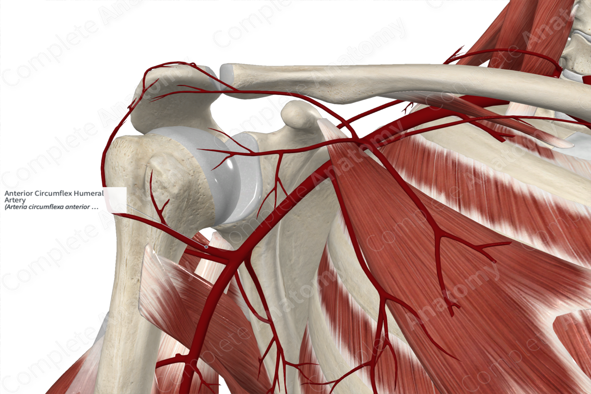 Anterior Circumflex Humeral Artery 