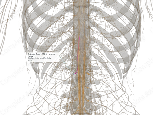 Anterior Root of First Lumbar Nerve (Right)