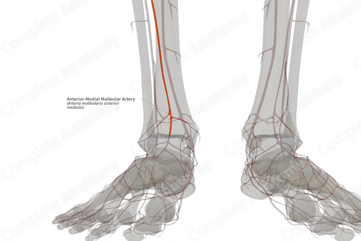 Anterior Medial Malleolar Artery (Right)