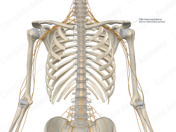 Fifth Intercostal Nerve