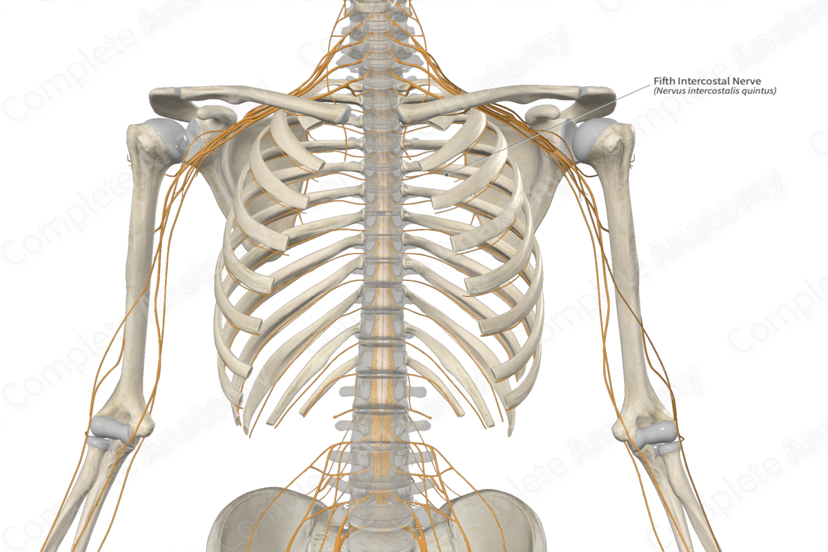 Fifth Intercostal Nerve 