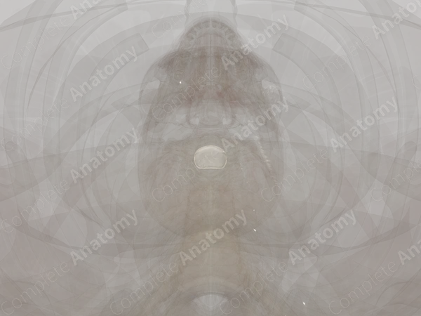 Intervertebral Symphysis (C5-C6)