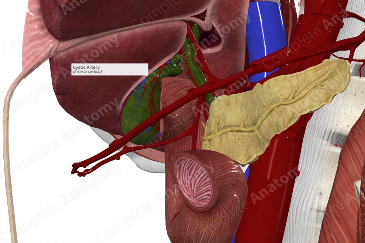 Cystic Artery