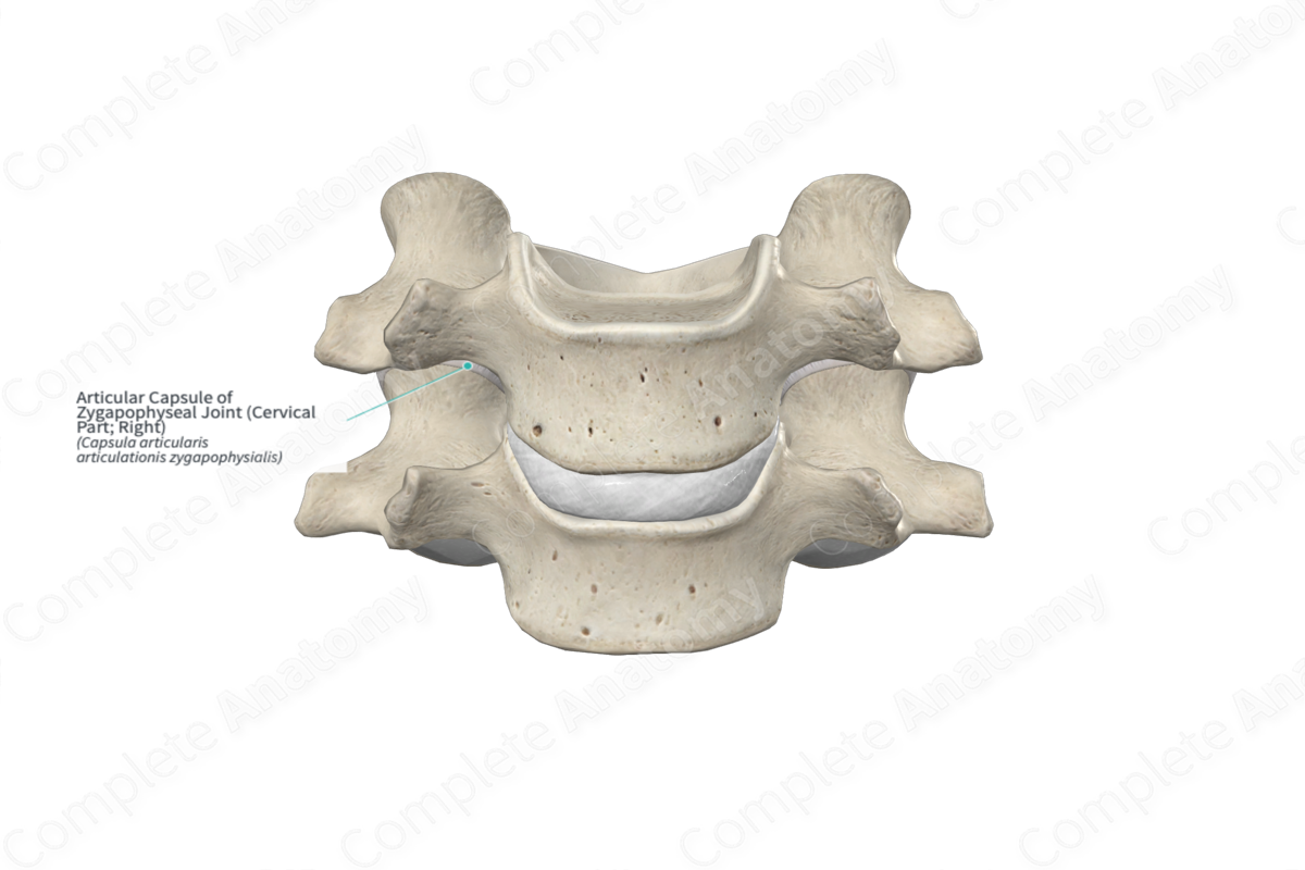 Articular Capsule of Zygapophyseal Joint (Cervical Part; Right)