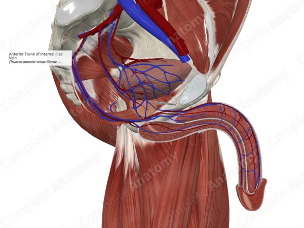 Anterior Trunk of Internal Iliac Vein
