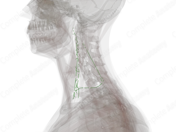 Lateral Cervical Lymph Vessels (Left)
