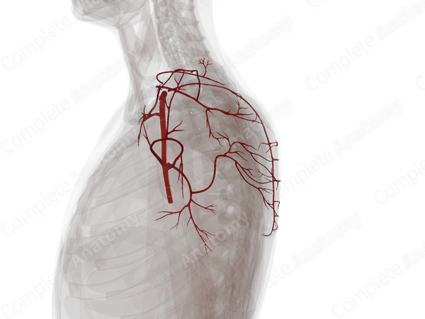 Arteries of Pectoral, Scapular, and Deltoid Regions (Left)