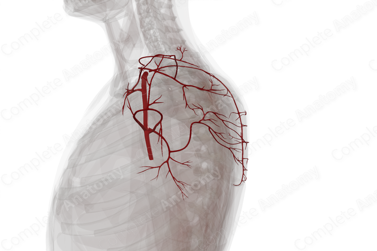 Arteries of Pectoral, Scapular, and Deltoid Regions (Left)