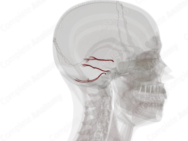 Arteries of Cerebellum
