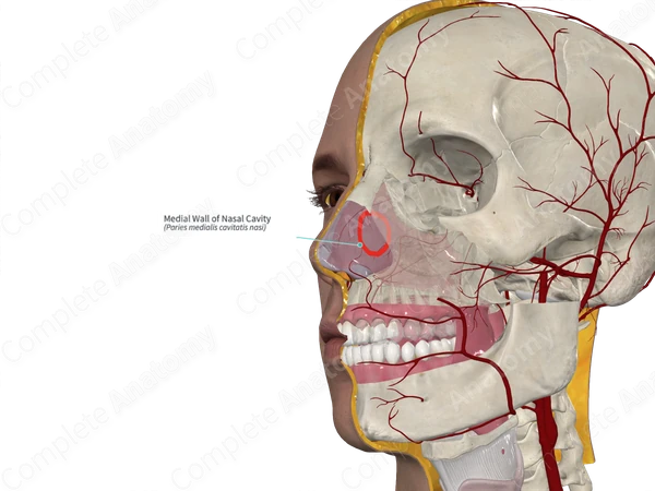 Medial Wall of Nasal Cavity