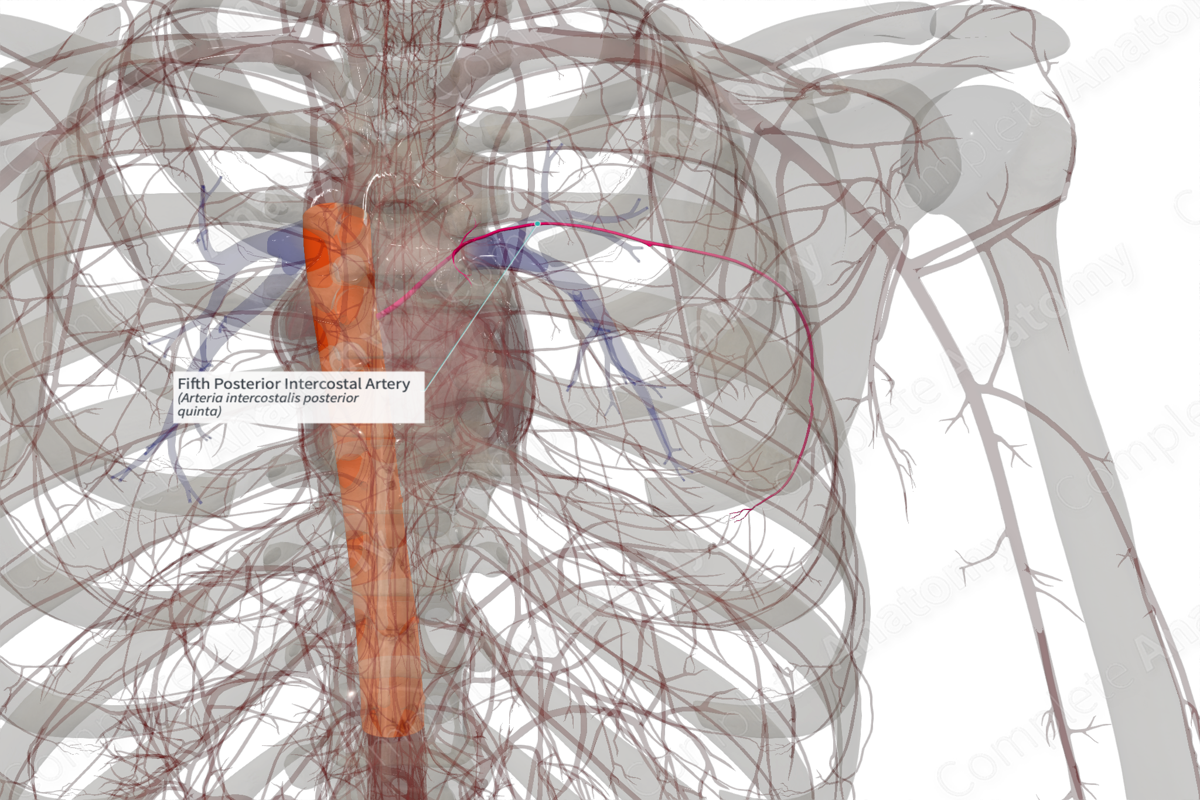 Fifth Posterior Intercostal Artery (Right)