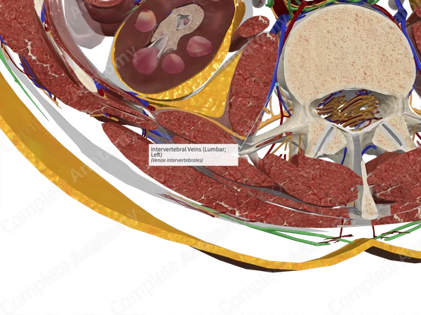 Intervertebral Veins (Lumbar; Left)
