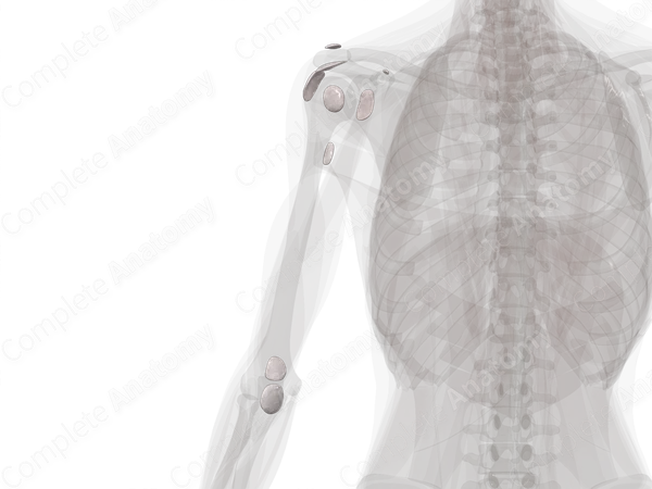 Bursae of Upper Limb (Left)