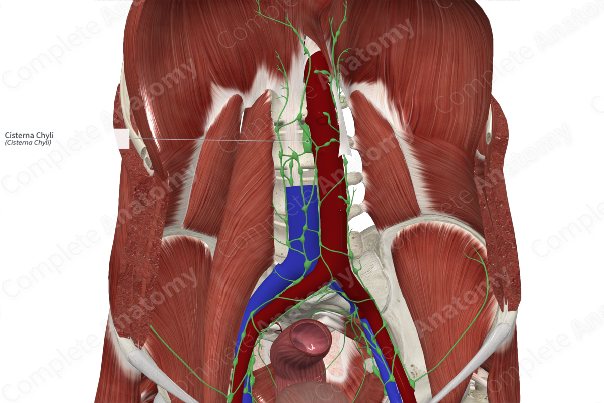 Cisterna Chyli | Complete Anatomy