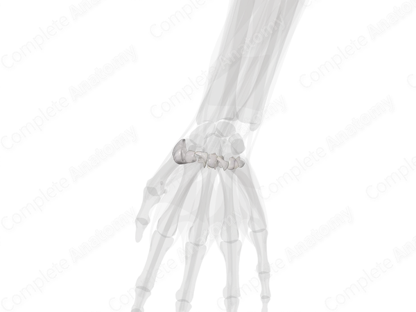 Carpometacarpal Joints (Left)
