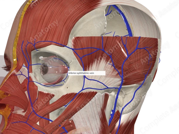 Inferior Ophthalmic Vein
