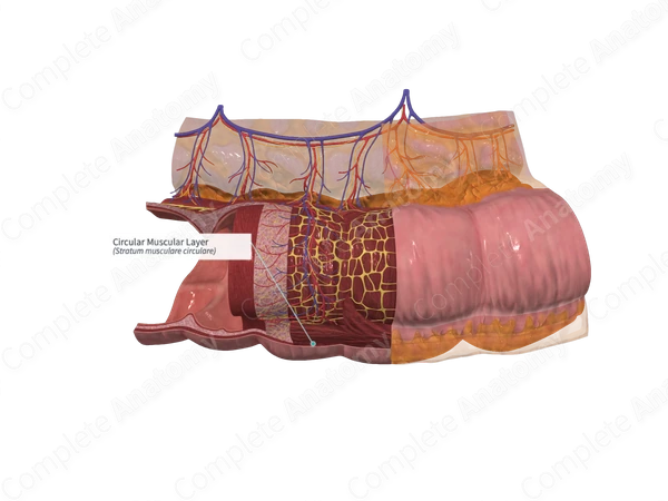 Circular Muscular Layer