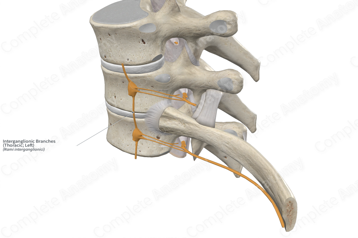 Interganglionic Branches (Thoracic; Left)