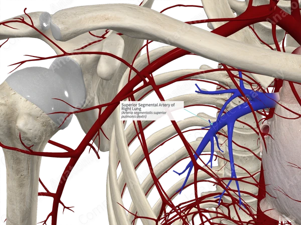 Superior Segmental Artery of Right Lung