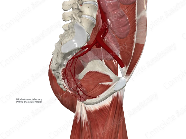 Middle Anorectal Artery 