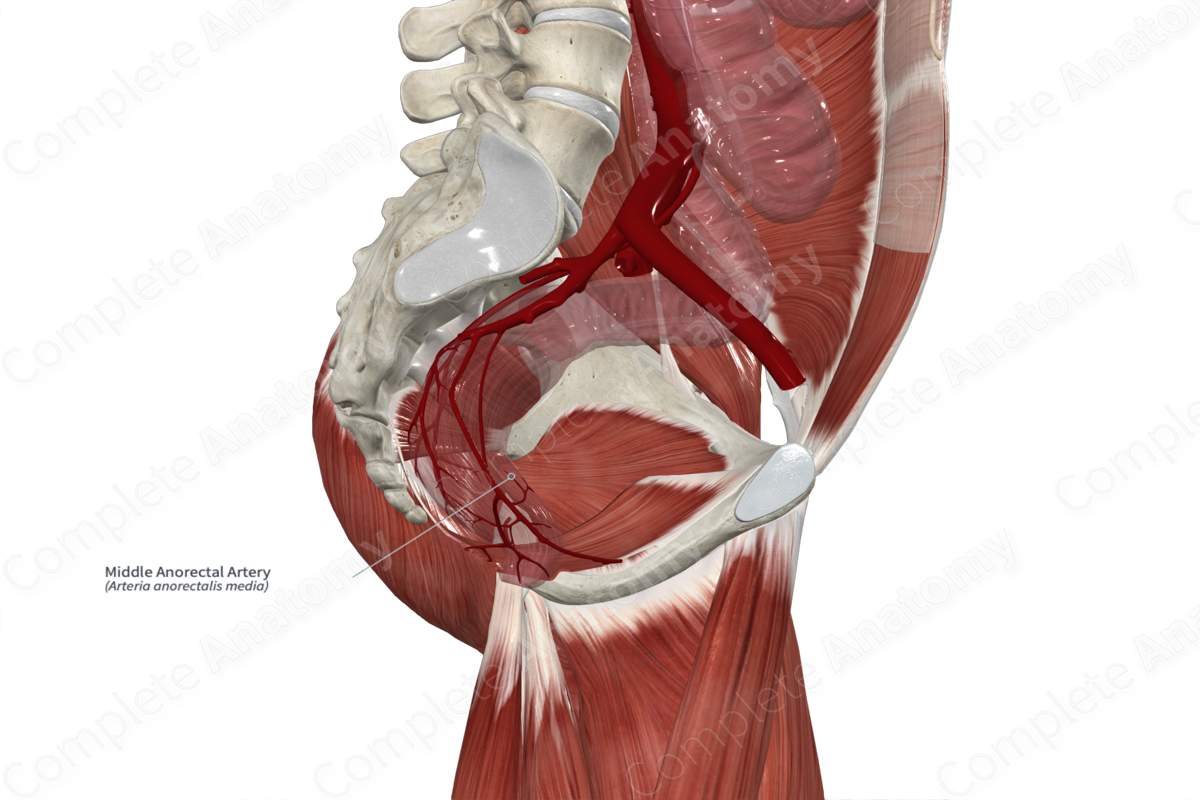 Middle Anorectal Artery 
