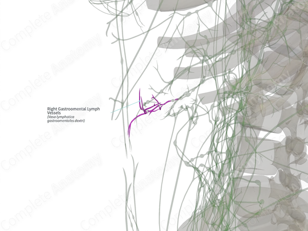 Right Gastroomental Lymph Vessels