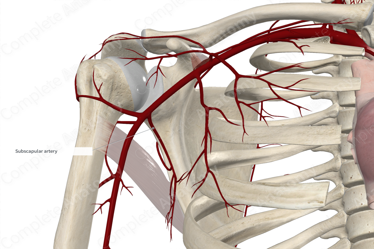 Subscapular Artery 