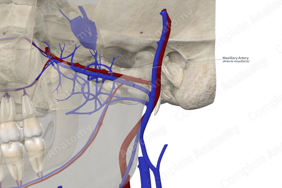 Maxillary Artery 