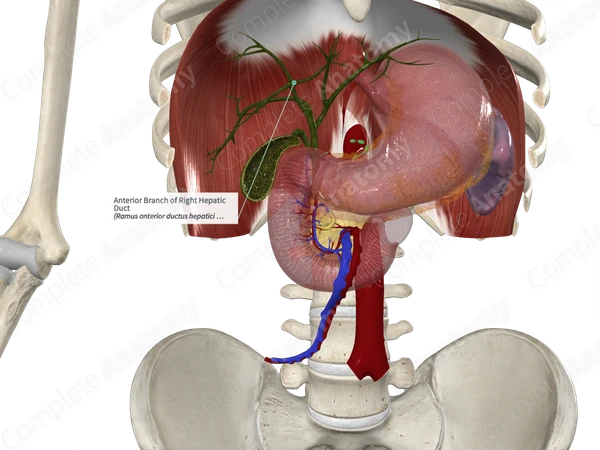 Anterior Branch of Right Hepatic Duct